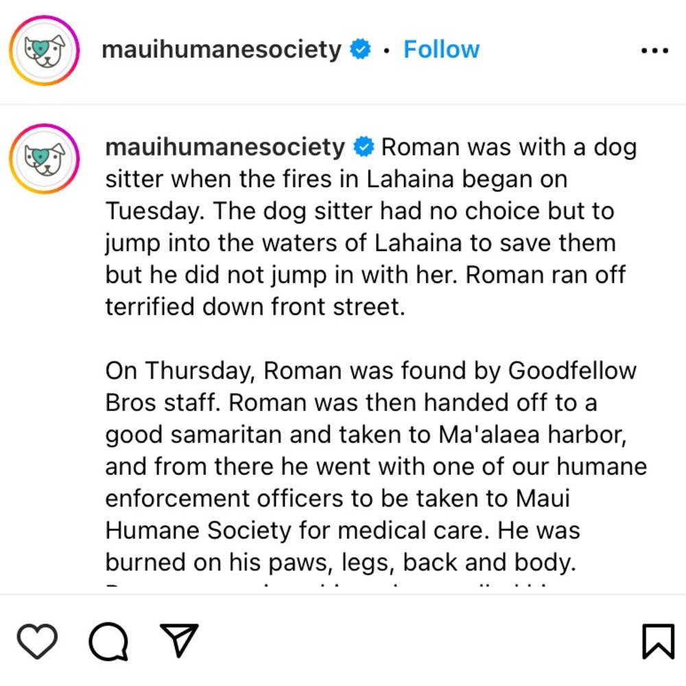 Lahaina 🐈🐴🐇🐾🐶🐎🦮🐾🐈⬛🐓🐰Rescued Lahaina Animals - Picture 4 of 14